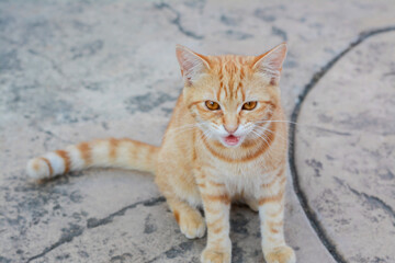Lonely stray cat on stone surface outdoors. Homeless pet