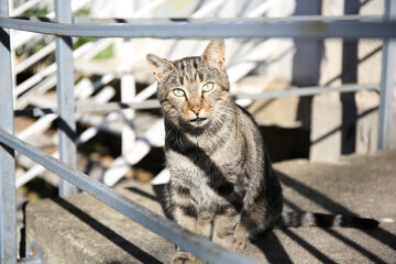 Obraz premium Lonely stray cat on stairs outdoors. Homeless pet