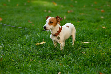 Adorable Jack Russell Terrier on green grass. Dog walking