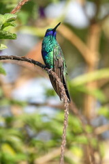 Sparkling violetear (Colibri coruscans) hummingbird perched in a porterweed bush in a garden in Cotacacahi, Ecuador