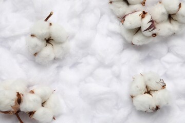 Cotton flowers on white fluffy background, flat lay Space for text