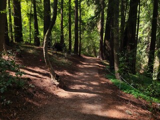 Redwood Sorrel on the forest floor, Big Sur, California