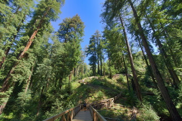 The Pfeiffer Falls trail passes through tall redwood groves in Big Sur, California
