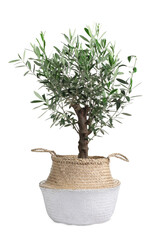 Beautiful young potted olive tree isolated on white