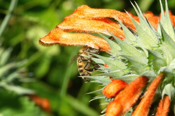 Honey bee on a lion's ear flower in Cotacacahi, Ecuador