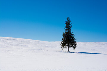 冬の晴れた日の雪原に立つマツの木　美瑛町
