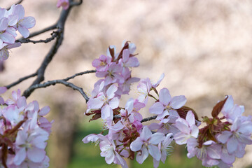 満開のサクラの花のクローズアップ
