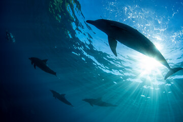 Fototapeta premium dolphin in the water