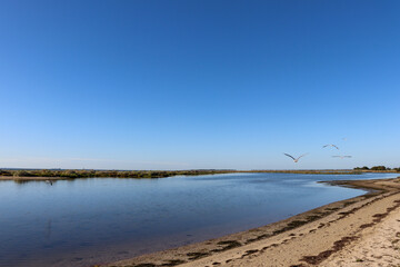 beach landscape with seagulls in flight
