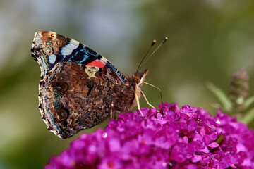 Peacock Butterfly on Flower.