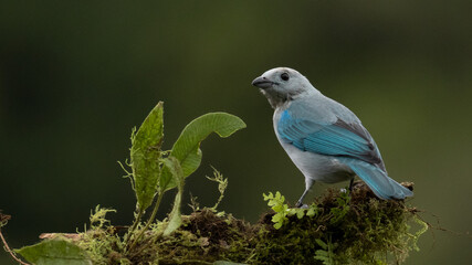 Fototapeta premium Costa Rica Blue tanager, wildlife birdwatching lover