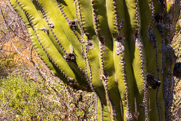 Close up detail of  cactus: Pachycereus pringlei, also known as Mexican giant cardon or elephant cactus. Shot in, Baja California Sur, Mexico.