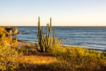 A cactus stands in silhouette on a desert beach with the Sea of Cortez in the background.  Shot in Baja de California Sur, Mexico.	