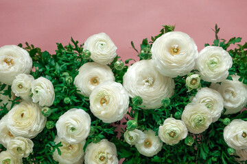 White ranunculus flowers.Floral card in delicate white and pink colors. buttercup flowers background.floral background. 