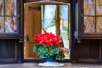 鏡の前に置かれた赤いシクラメン