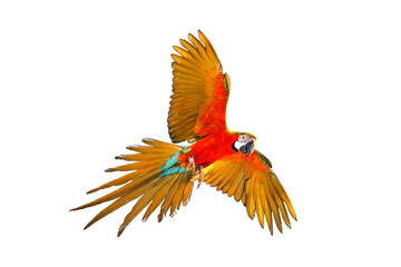 Colorful Harlequin macaw flying isolated on transparent background png file  © Passakorn