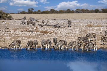 Image of a herd of Zebra drinking at a waterhole in Etosha with water reflection.