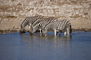 Fototapeta na wymiar Image of a herd of Zebra drinking at a waterhole in Etosha with water reflection.