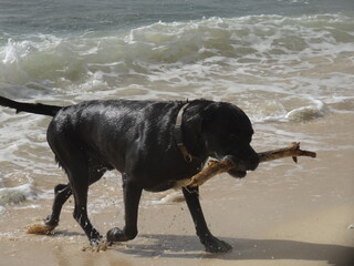 Un beau chien noir sort de la mer avec son bâton