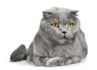Grey Scottish Fold © BillionPhotos.com