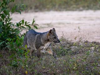Crab-eating fox,forest fox, wood fox or Maikong. Wild dog in nature habitat