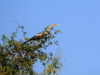 Anhinga perched on tree branch against blue sky in Pantanal, Brazil