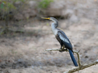 Anhinga,  detail portrait of wild bird from Brazil. Birdwatching of South America