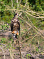 Juvenile Snail Kite sitting on tree branch in Pantanal, Brazil