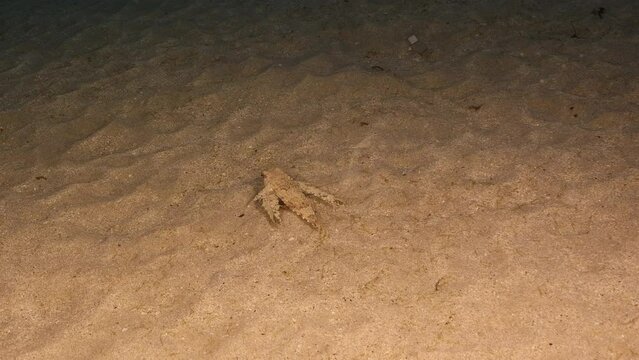 Seascape with Flying Gurnard in coral reef of Caribbean Sea, Curacao