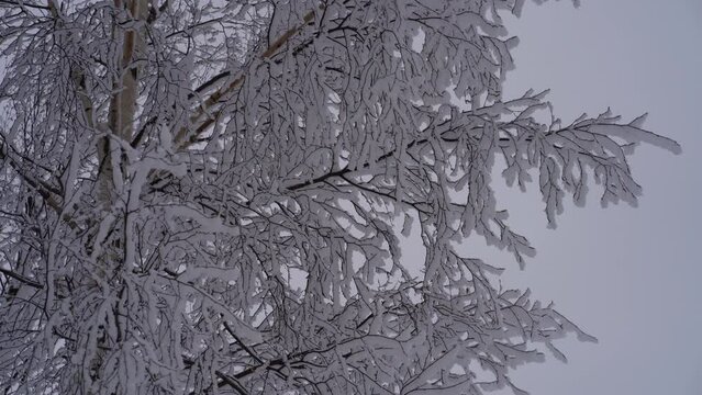 Tree branches with sticky snow on windy cold day after hurricane and snowfall against overcast sky. Close-up fragment of wood with icy ramification without leaves after rain in sub-zero winter weather