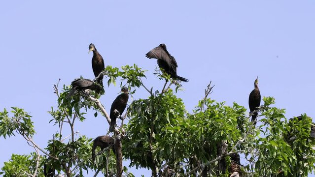 Flock of cormorant birds on the tree