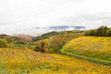 View of grapevines in Douro Valley wineries in Portugal
