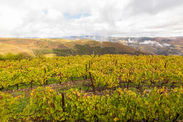 Fototapeta na wymiar View of grapevines in Douro Valley wineries in Portugal