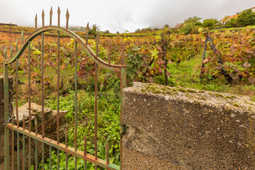 View of grapevines in Douro Valley wineries in Portugal