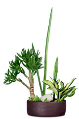Green domestic succulent plant flower