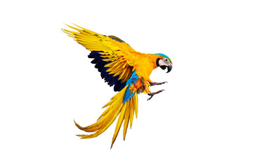 Colorful flying parrot isolated on transparent background.	