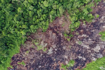 Drained, cleared, and burned peatland and forest