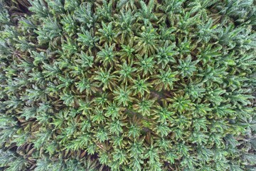 Oil palm plantation in Jambi