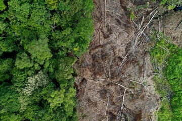 Smallholder deforestation