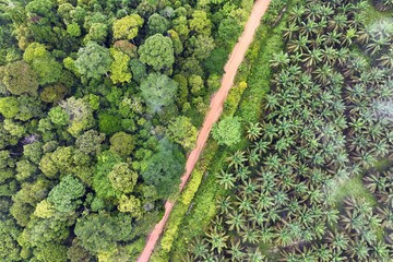 Oil palm and rainforest