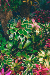 Obraz premium Group of many beautiful different types bromeliad plants are growing under the tree in gardening area at home in vertical frame