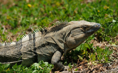 Iguana on a grass