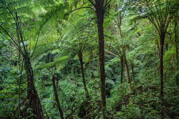 Fototapeta premium Bosque de helechos arborescentes