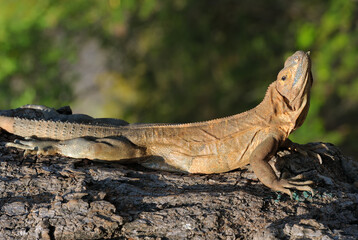 Iguana laying on a tree, green background, copy space