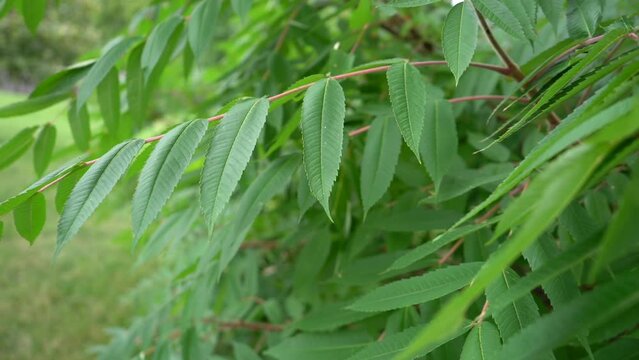 camera moving along the green tree leaves 