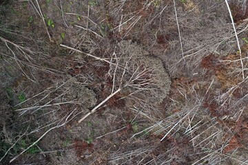 Smallholder deforestation in Borneo