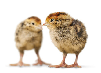 Beauty baby Chicken