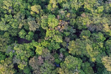 Amazon rainforest in Brazil
