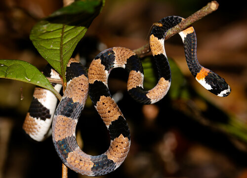 Dipsas catesbyi waiting for its prey