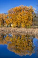 weeping willow tree in autumn gold colour